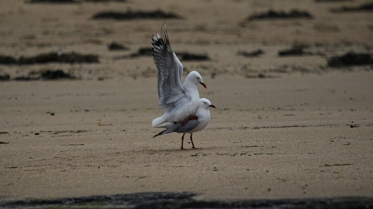 Silver Gull (Silver) - ML624069909