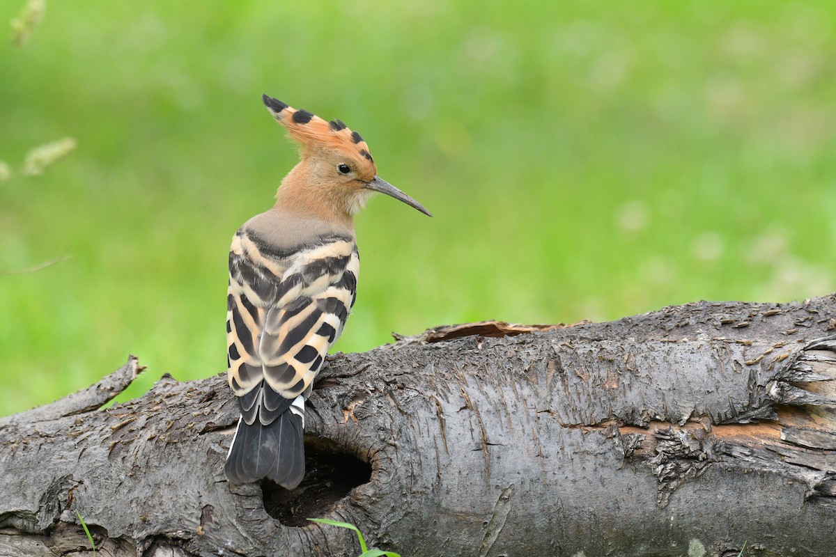 Eurasian Hoopoe - ML624069942