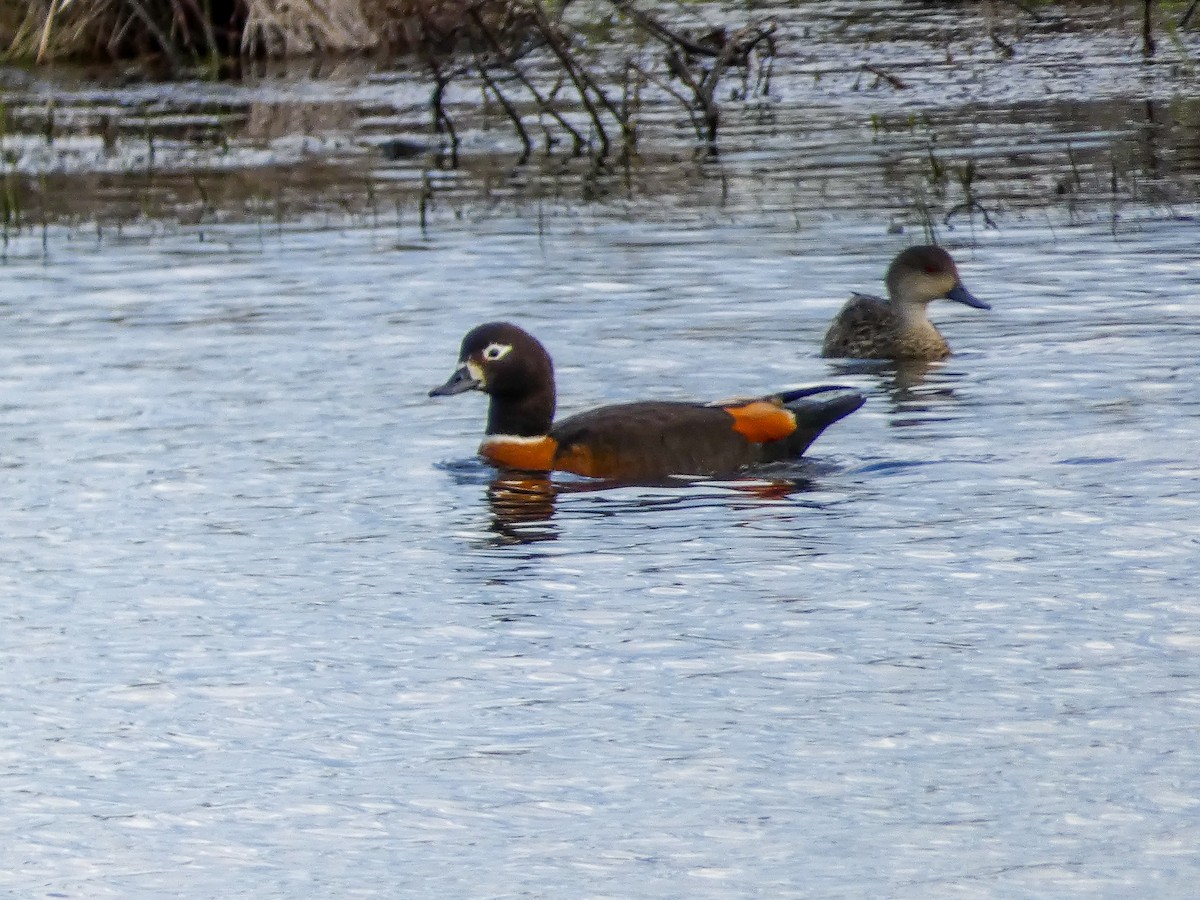 Australian Shelduck - Kim Baldwin