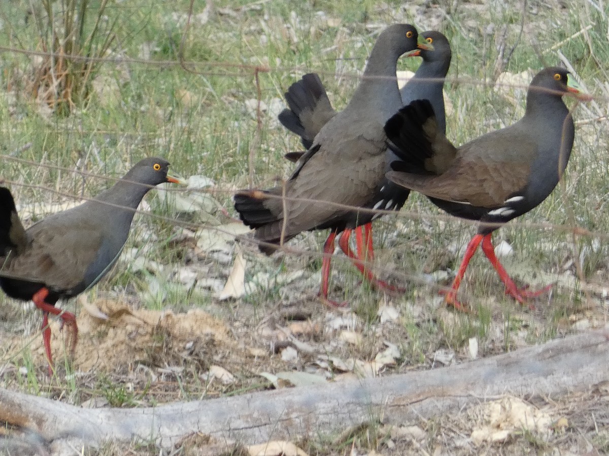 Black-tailed Nativehen - ML624069946