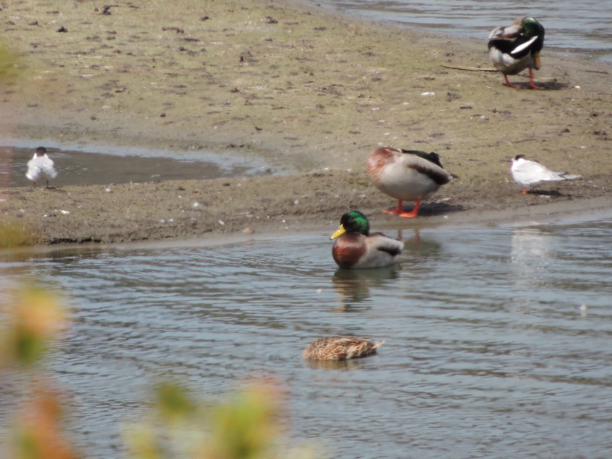 Common Tern - ML624069949