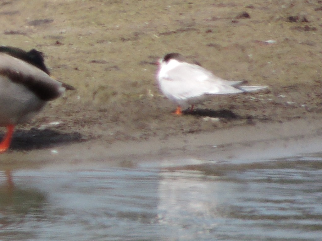 Common Tern - ML624069955