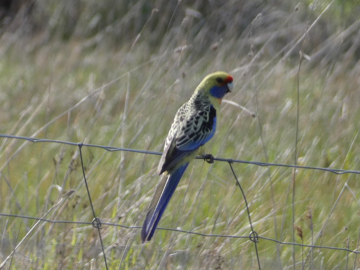 Crimson Rosella (Yellow) - ML624069956