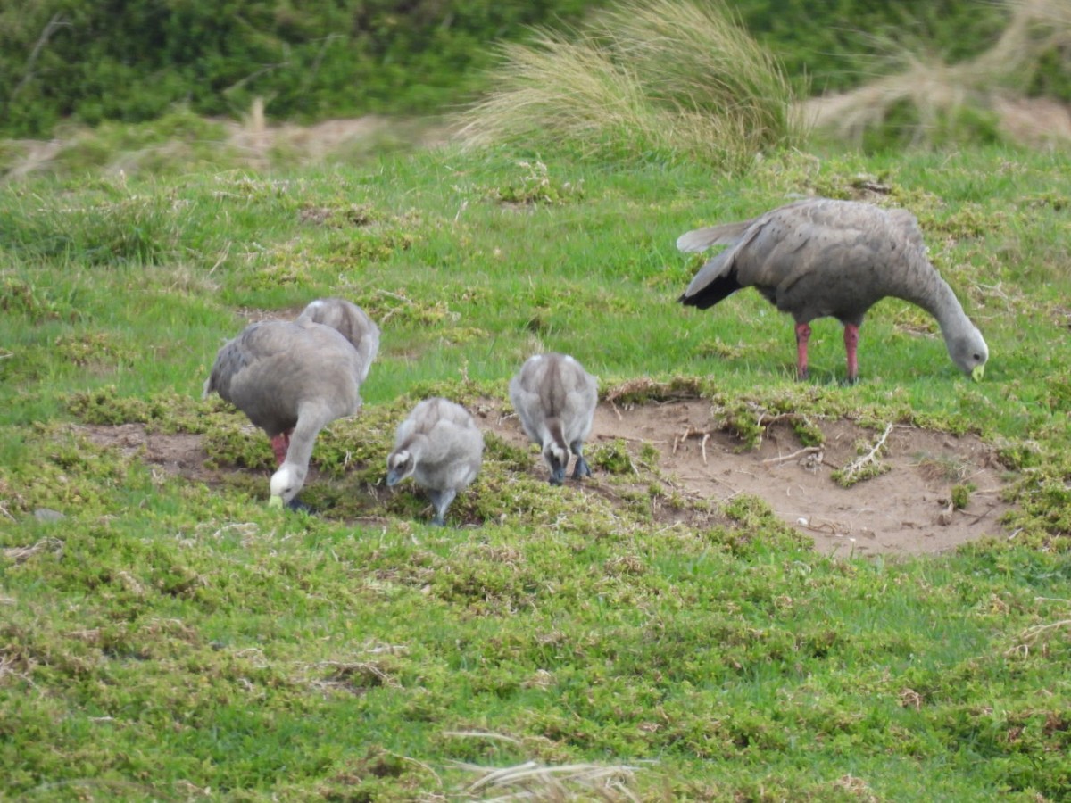 Cape Barren Goose - ML624069957