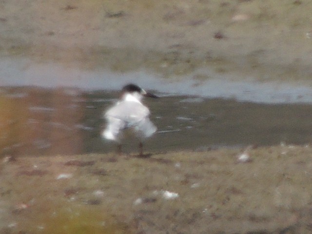 Common Tern - ML624069963