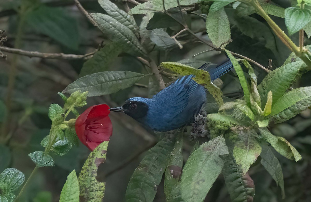 Masked Flowerpiercer - ML624069964