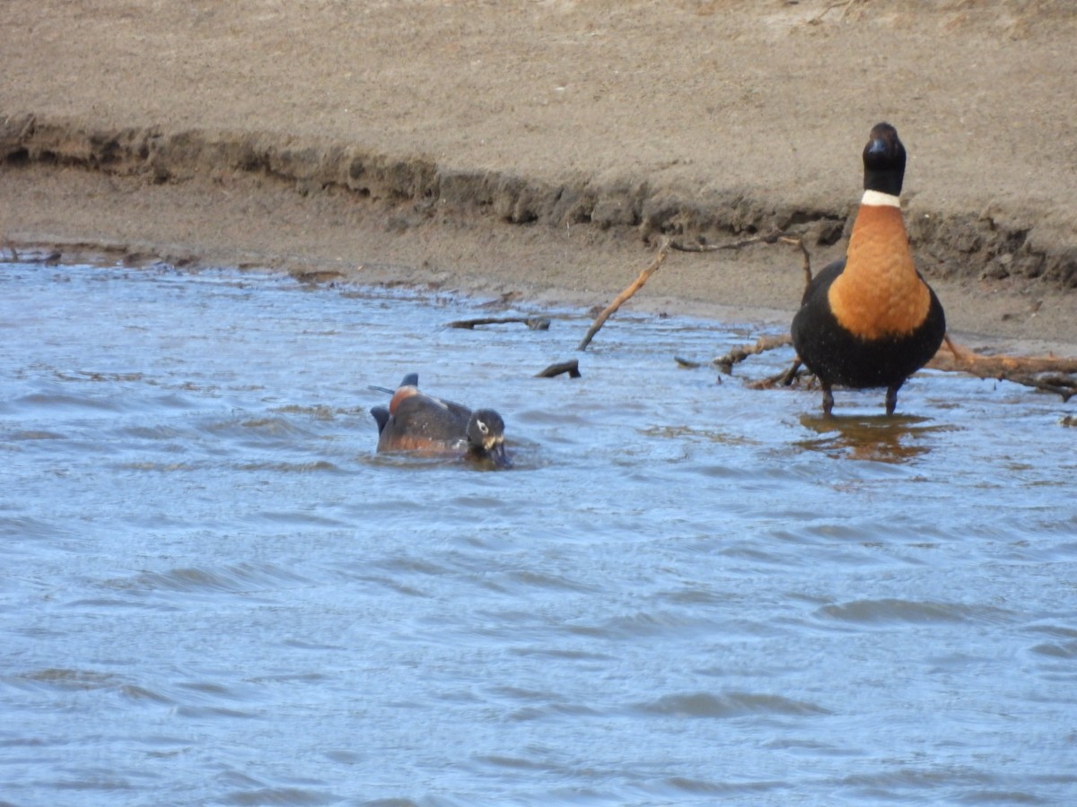 Australian Shelduck - ML624069965