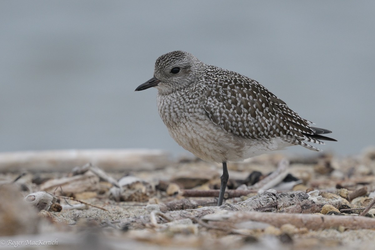 Black-bellied Plover - ML624069966