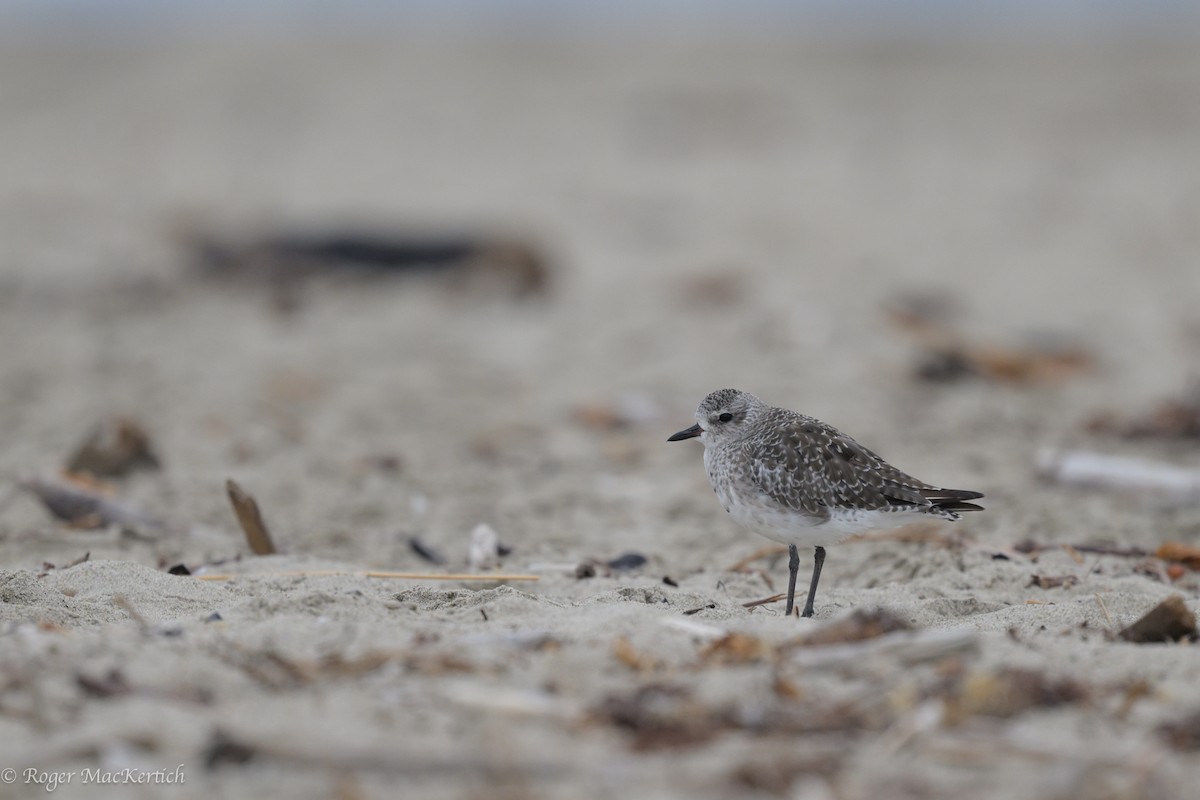 Black-bellied Plover - ML624069968