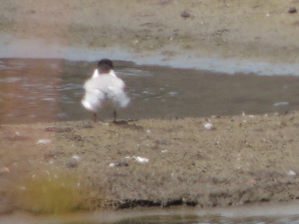 Common Tern - ML624069971