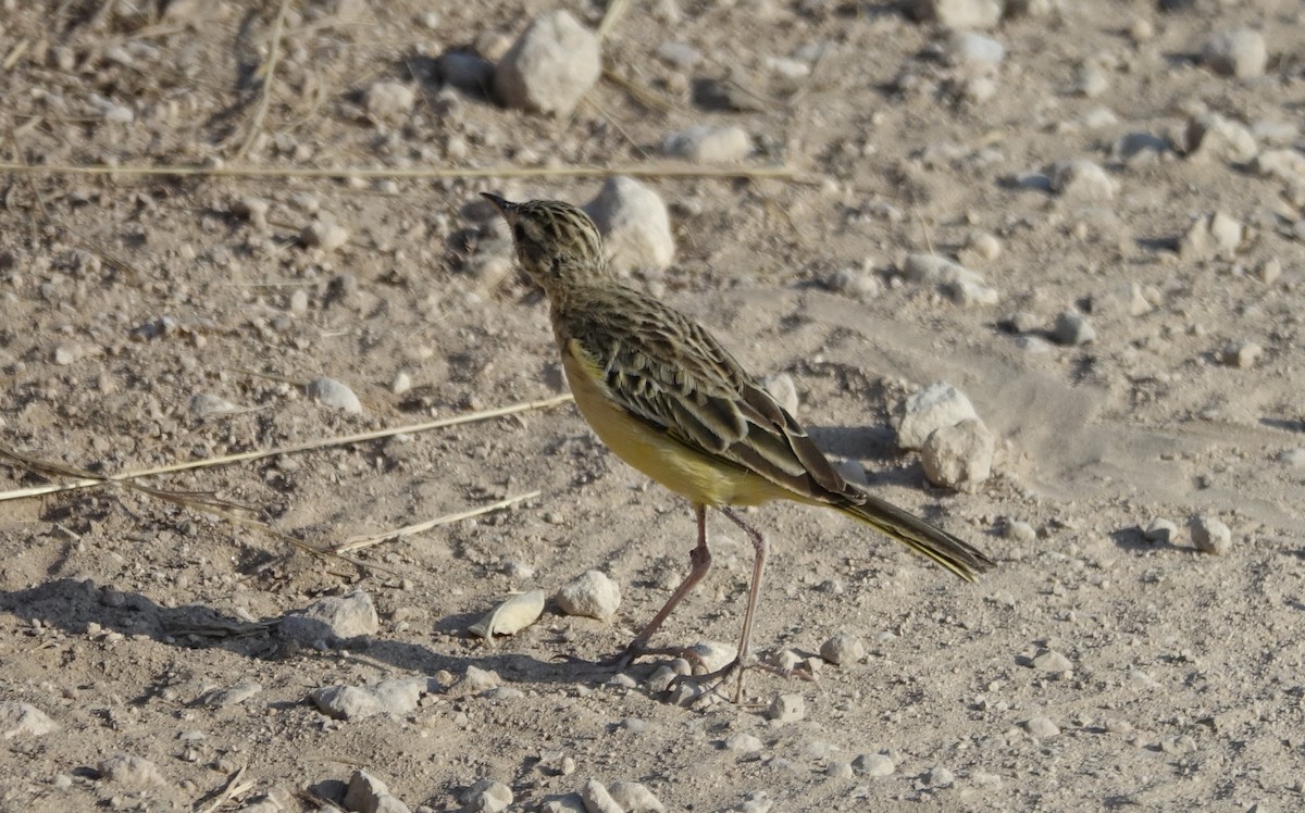 Golden Pipit - ML624069977