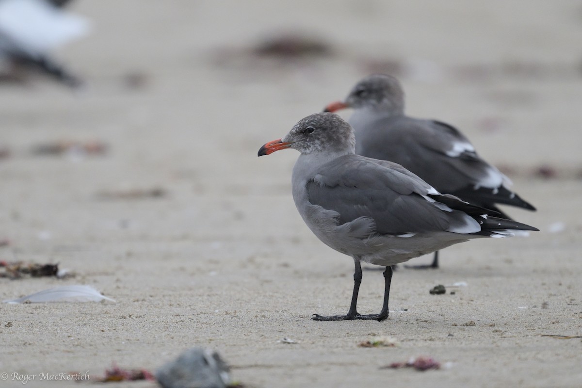 Heermann's Gull - ML624069980