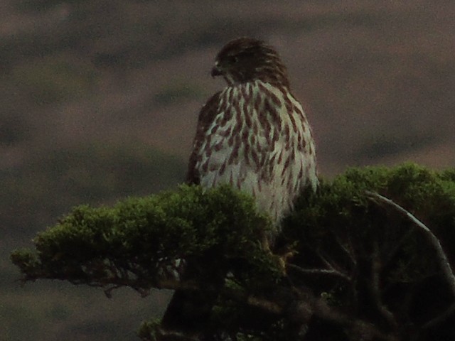 Cooper's Hawk - ML624069986