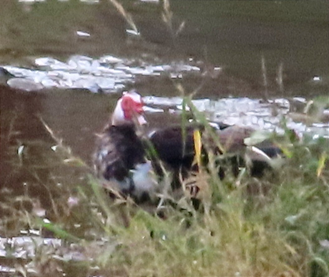 Muscovy Duck (Domestic type) - ML624069987