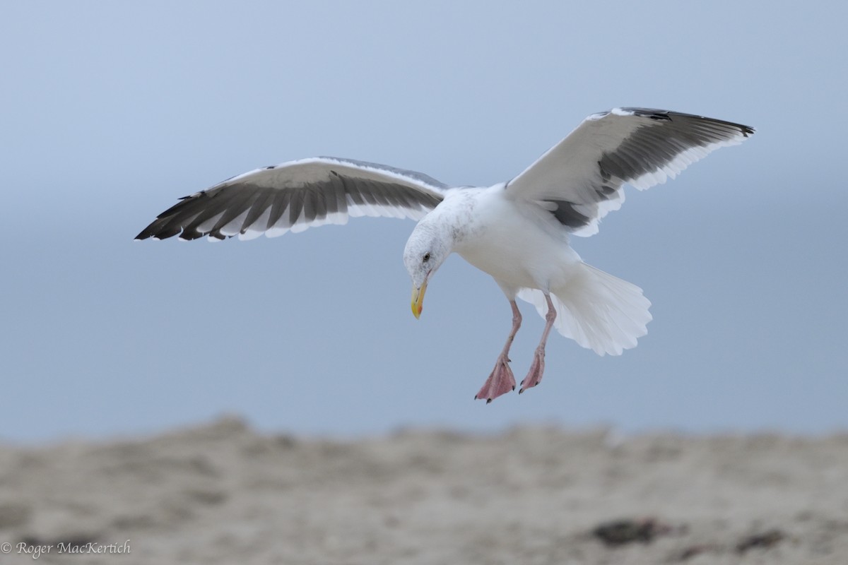 Western Gull - ML624069988