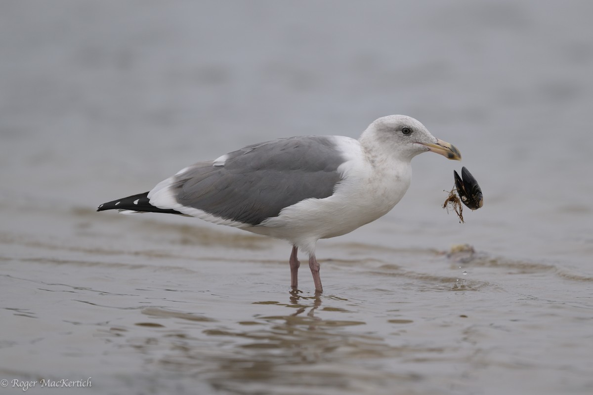 Western Gull - ML624069989