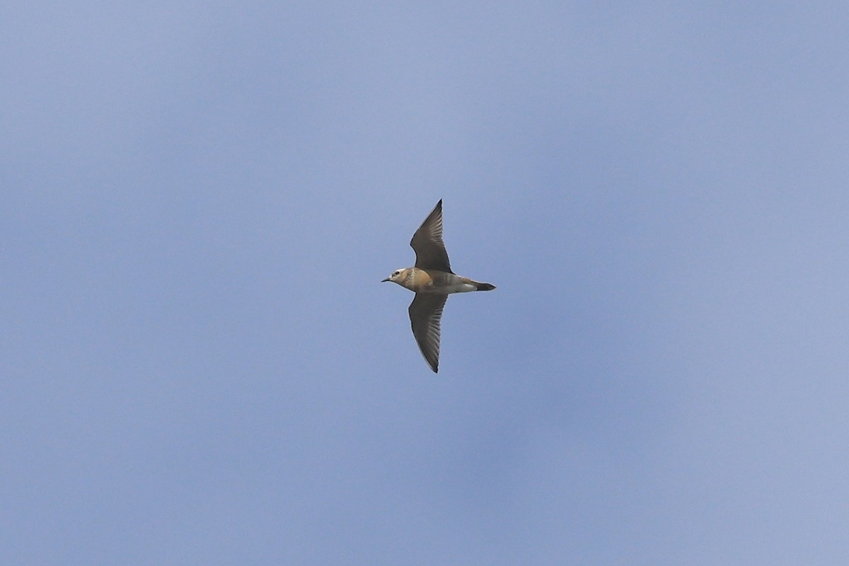 Eurasian Dotterel - ML624069990