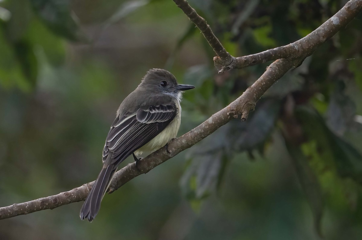 Pale-edged Flycatcher - Luis R Figueroa