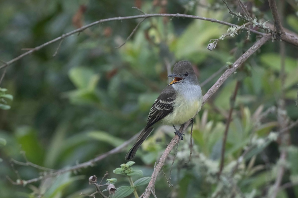 Pale-edged Flycatcher - Luis R Figueroa