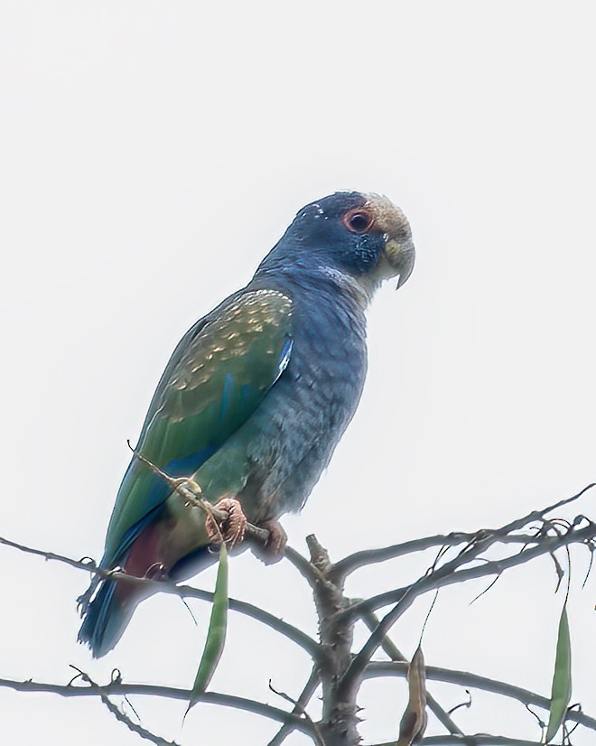 White-crowned Parrot - ML624070050