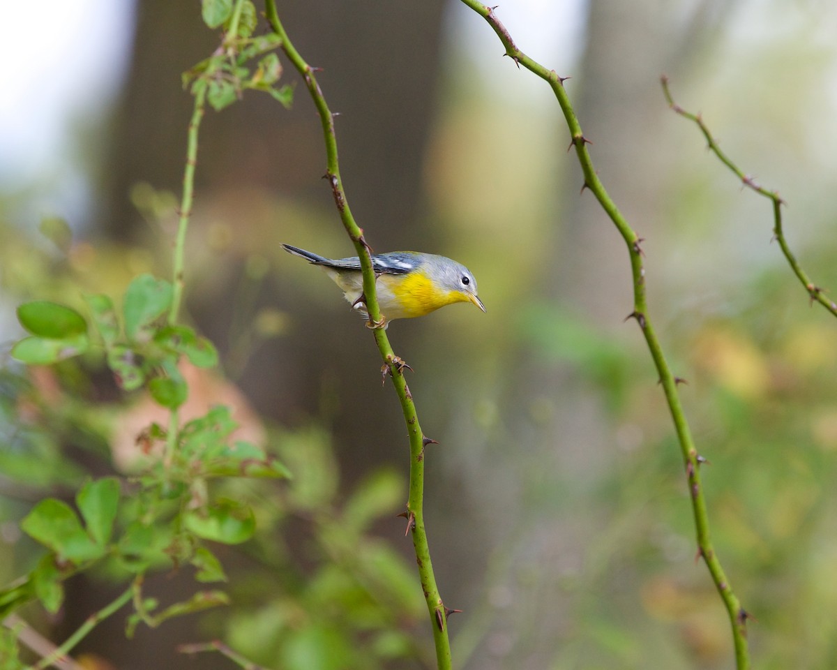 Northern Parula - ML624070052