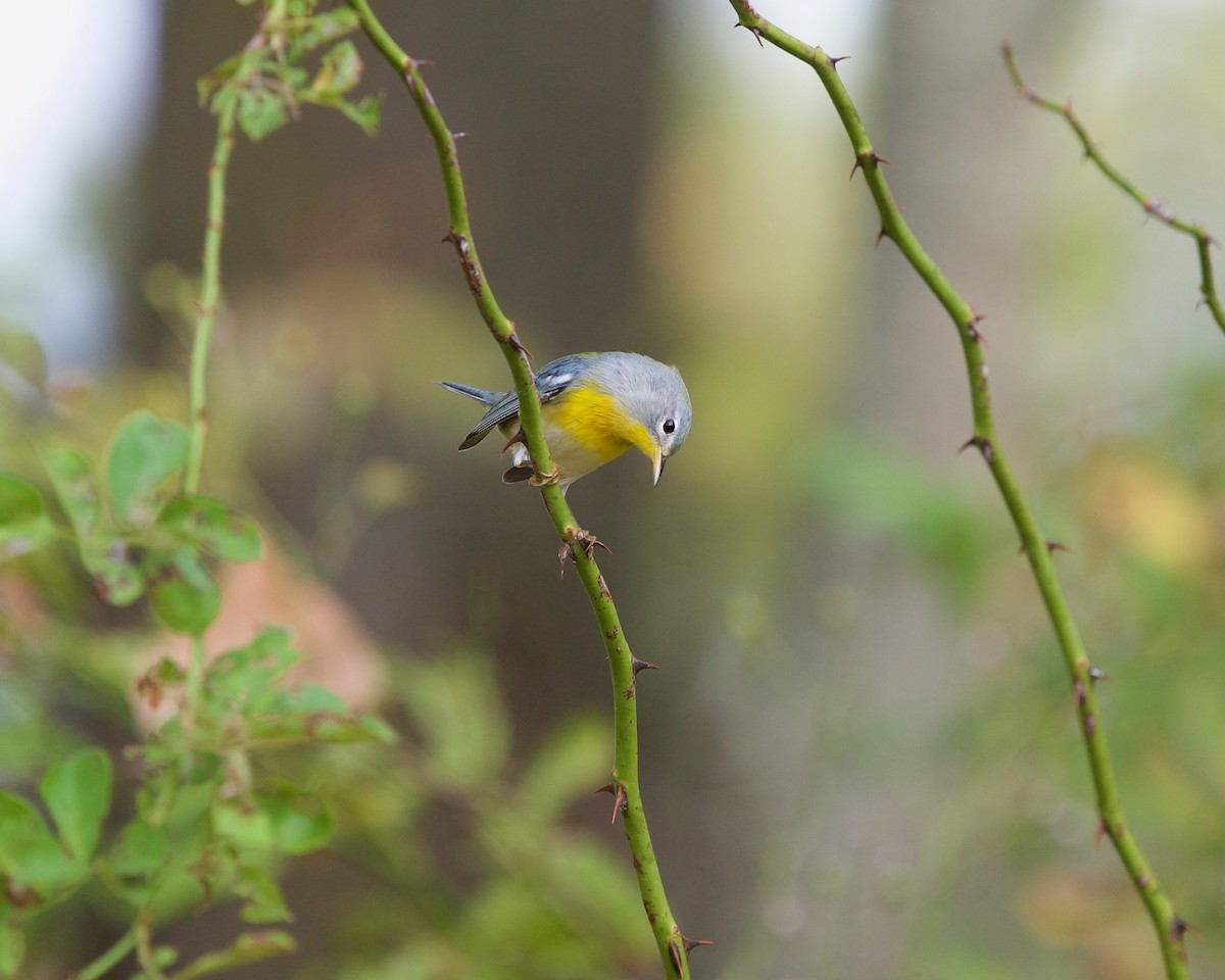 Northern Parula - ML624070053