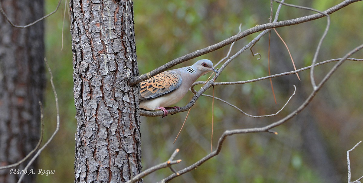 European Turtle-Dove - Mário Roque