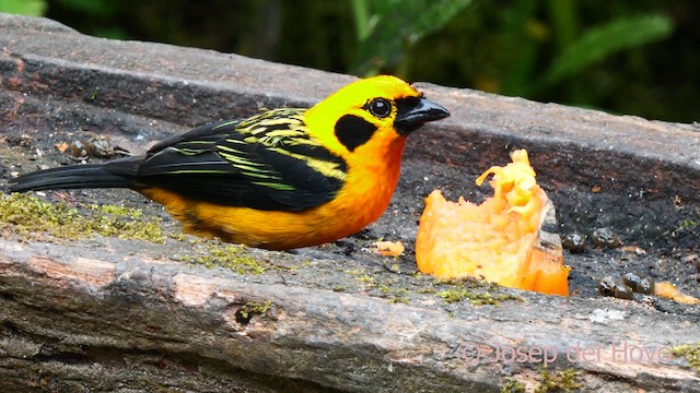 Golden Tanager - ML624070127