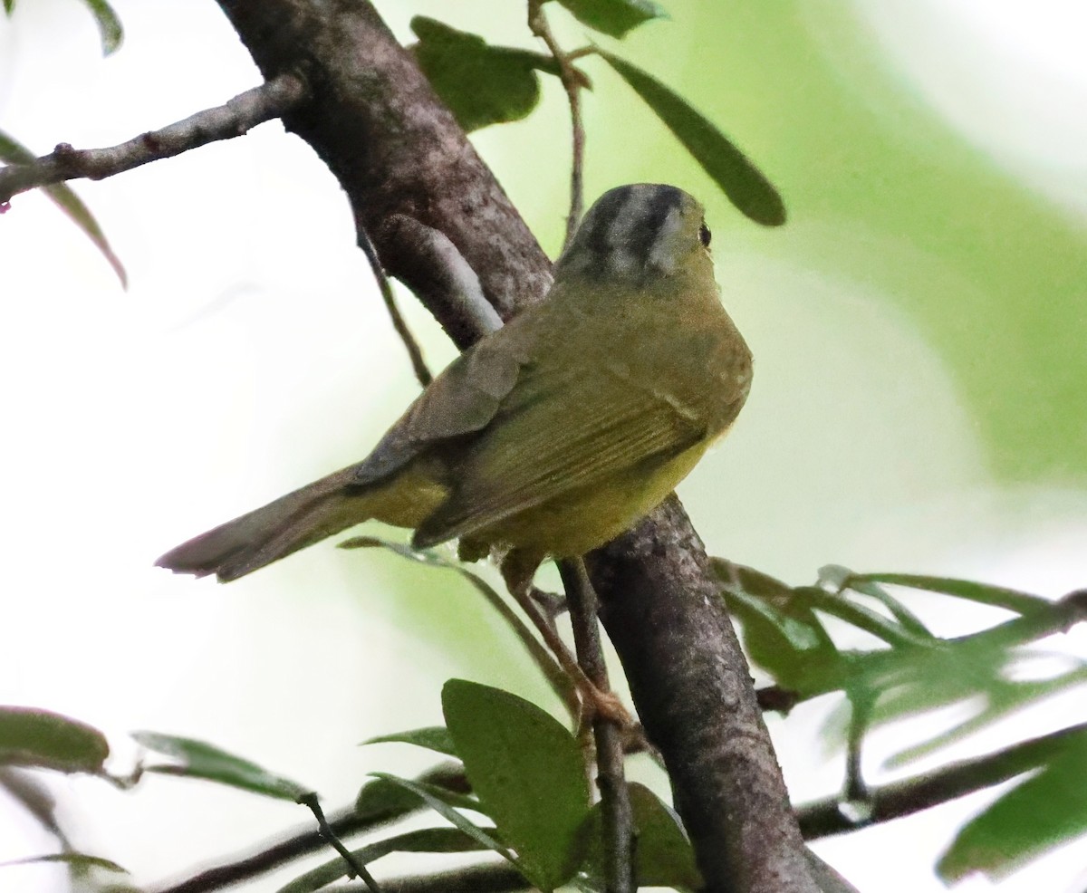 Alström's Warbler - ML624070149