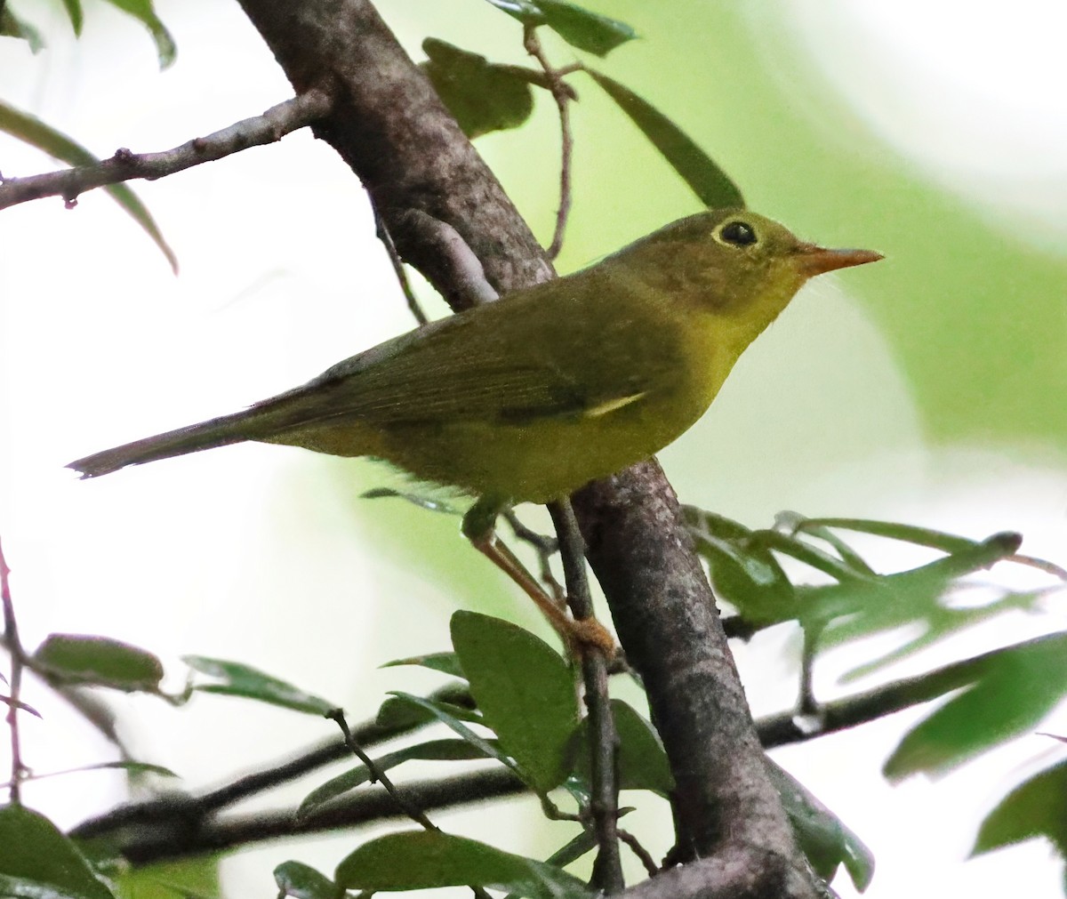 Alström's Warbler - ML624070150