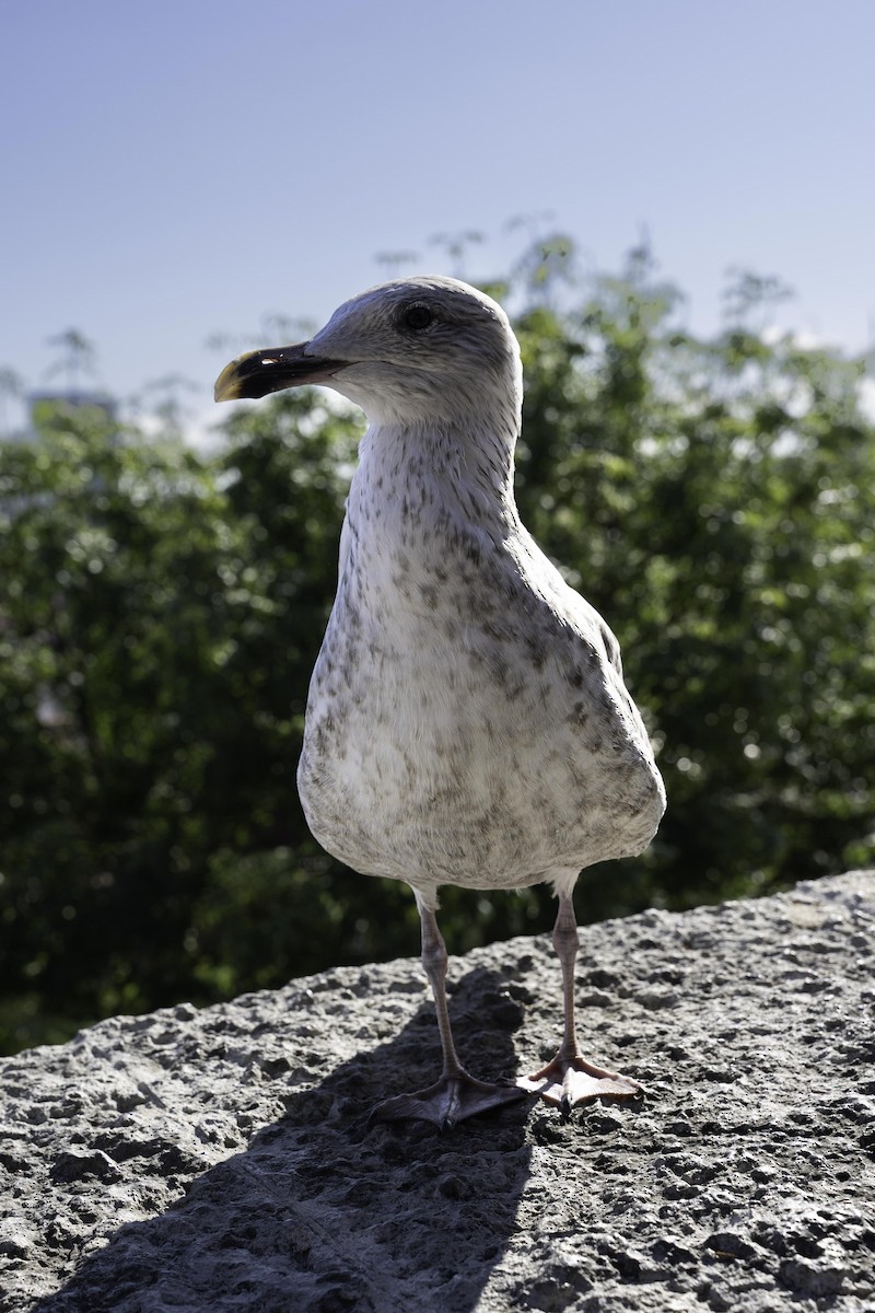 gråmåke (argentatus/argenteus) - ML624070156