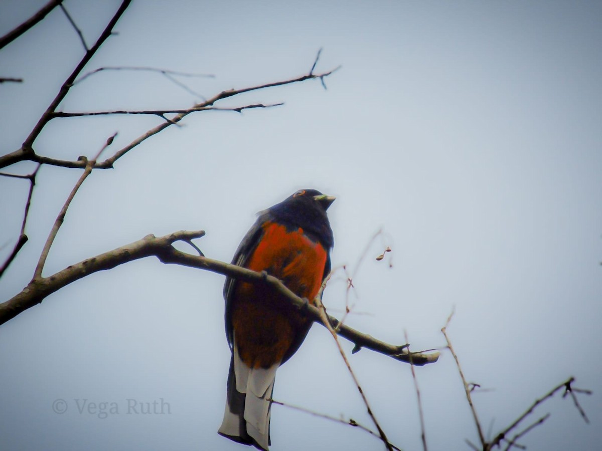 Surucua Trogon - ML624070179