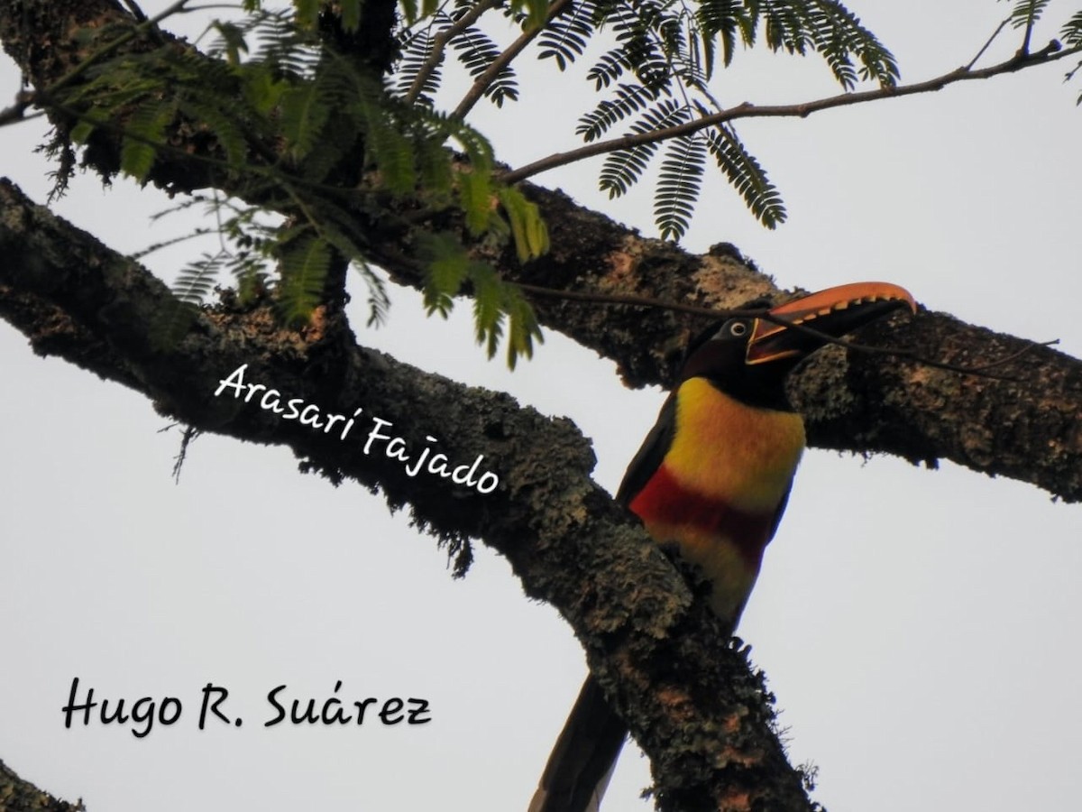 Chestnut-eared Aracari - ML624070185