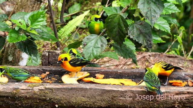 Golden Tanager - ML624070186