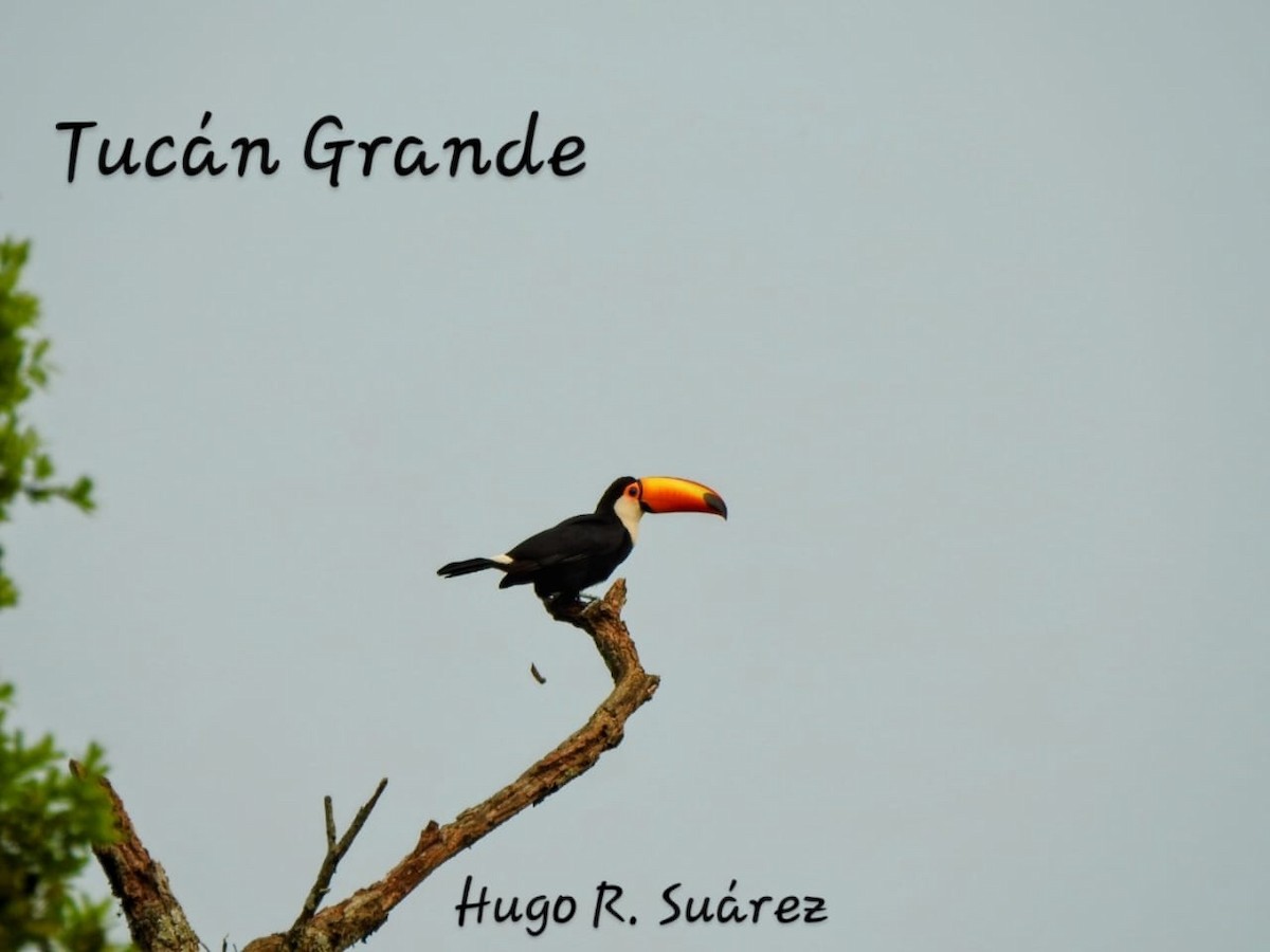 Toco Toucan - ML624070189