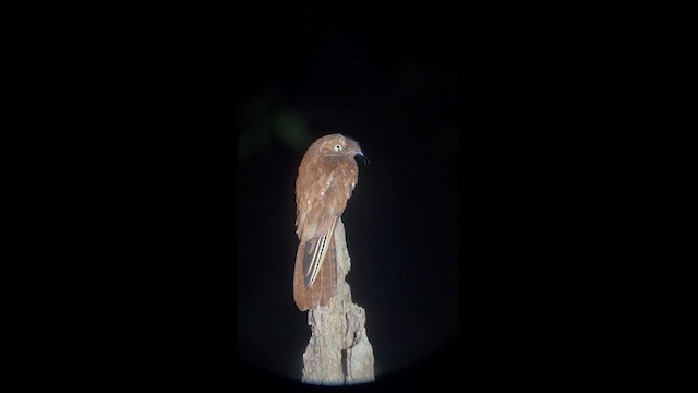 Rufous Potoo - ML624070193