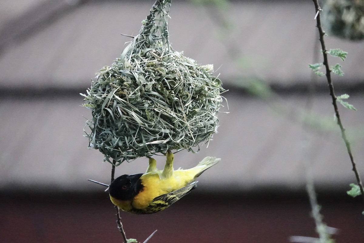 Village Weaver - ML624070195