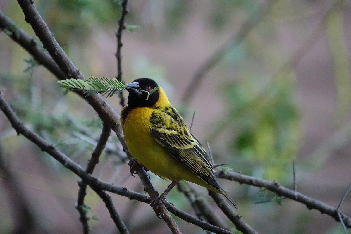 Village Weaver - ML624070196