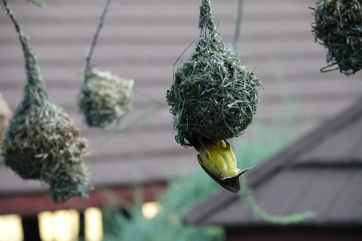 Village Weaver - ML624070197