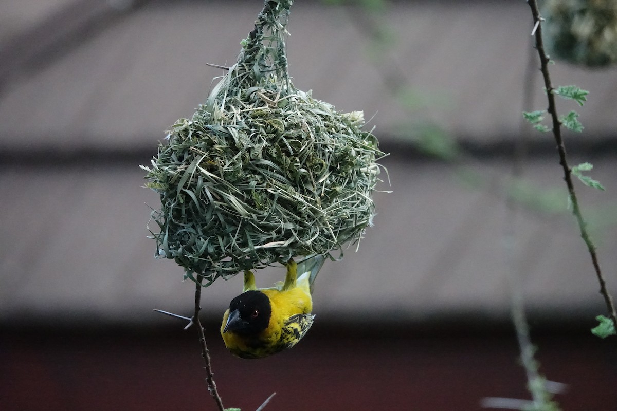 Village Weaver - ML624070198