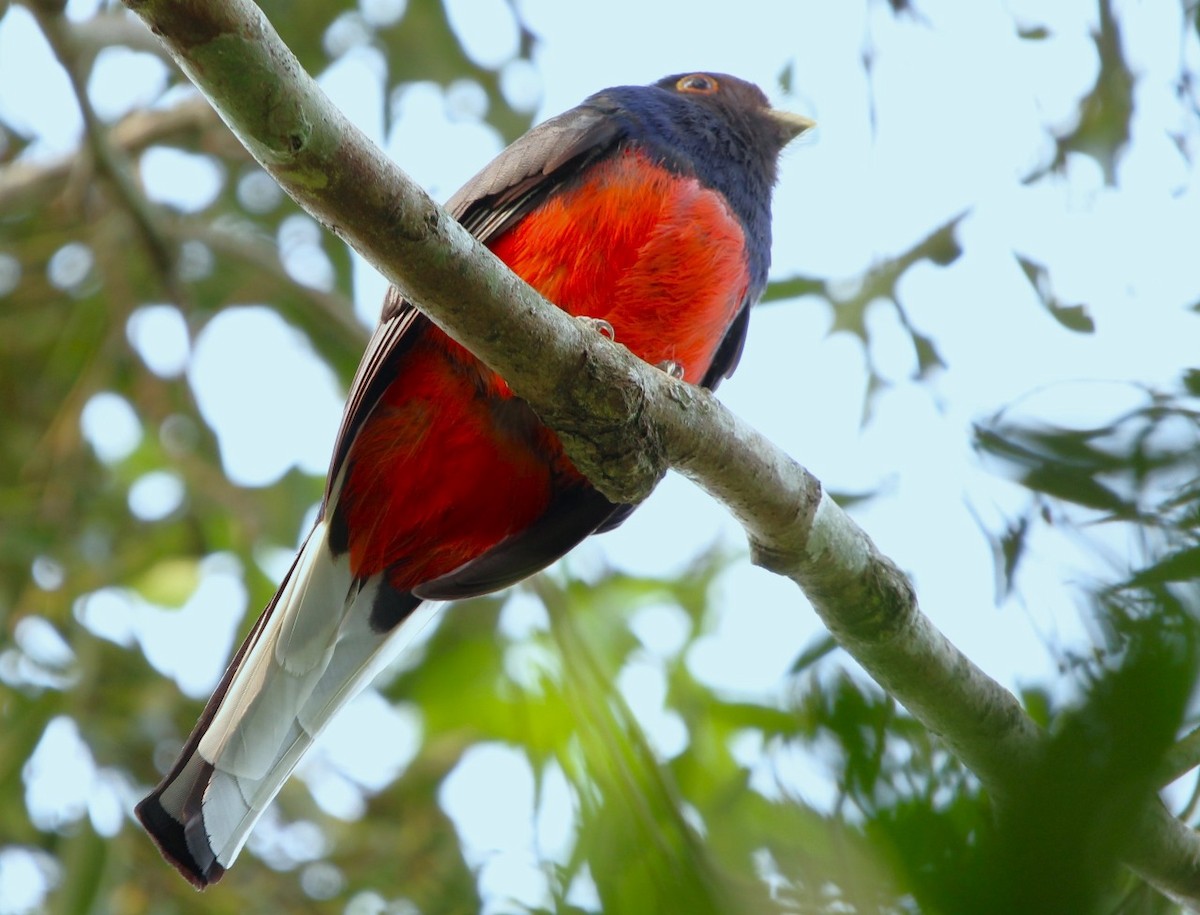 Surucua Trogon - ML624070206