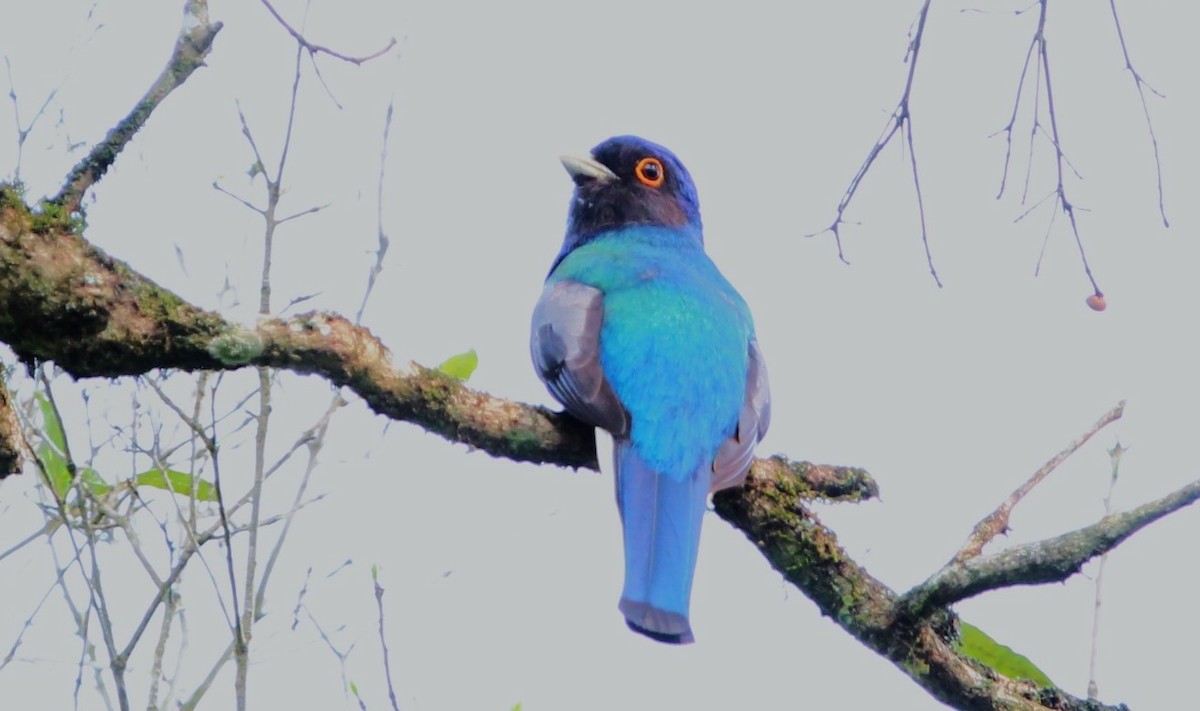 Surucua Trogon - ML624070207