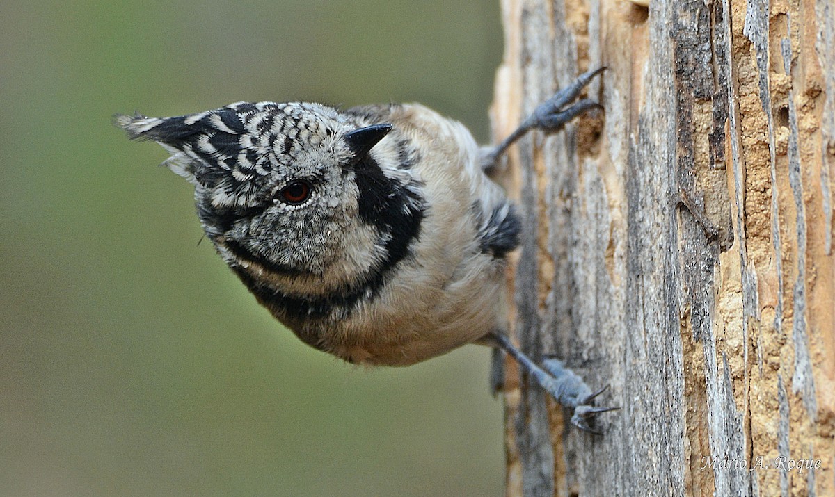 Crested Tit - Mário Roque