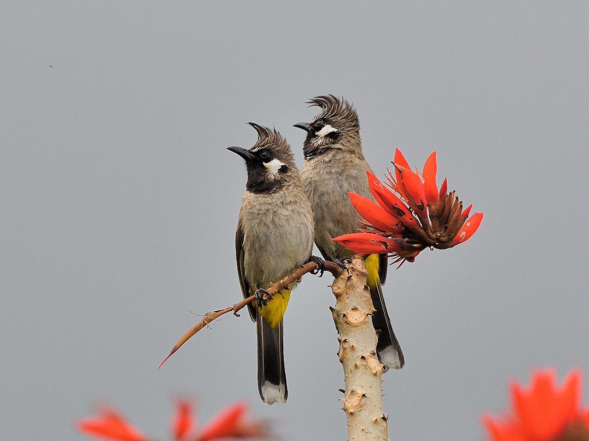 Himalayan Bulbul - ML624070220