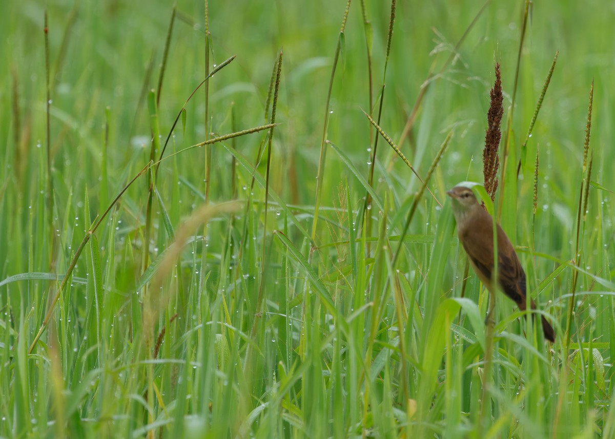 Oriental Reed Warbler - ML624070224