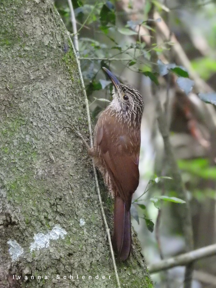 Planalto Woodcreeper - ML624070240