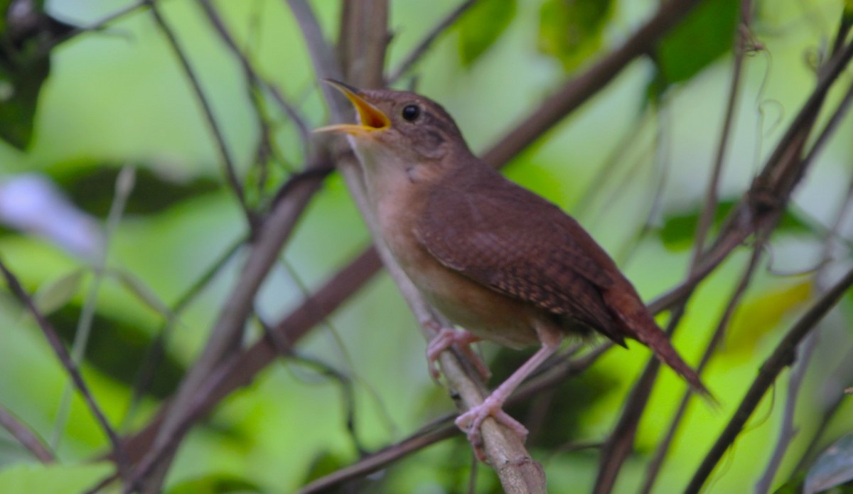 Southern House Wren - ML624070275