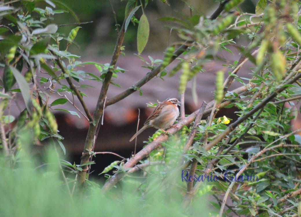 Rufous-collared Sparrow - ML624070283