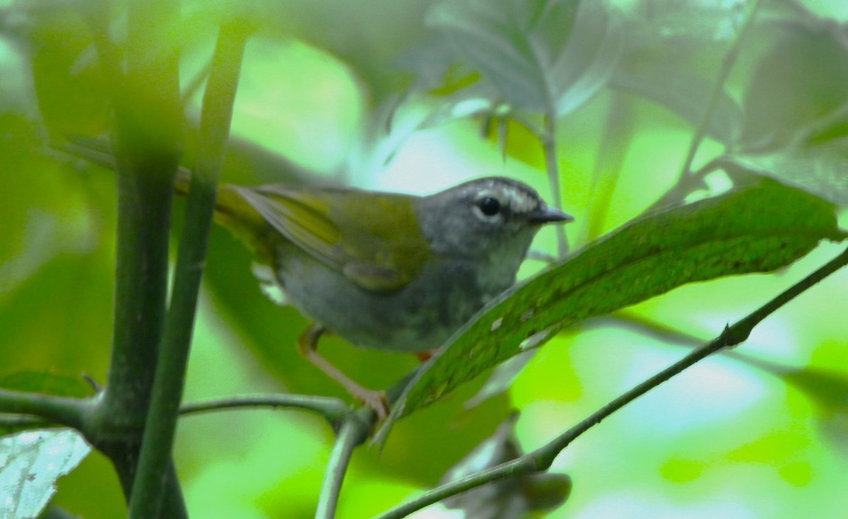 White-browed Warbler - ML624070291