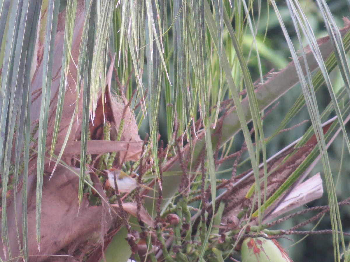 Common Tailorbird - ML624070297